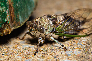 Neotibicen canicularis