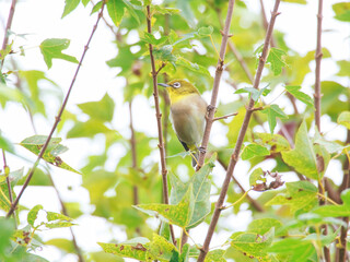 かわいいメジロ