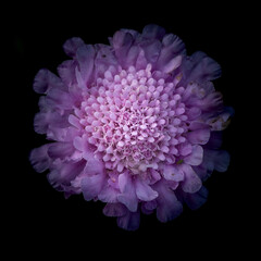 Closeup, top view of a sreading scabius (Scabiosa columbaria) flower against black background, detail 