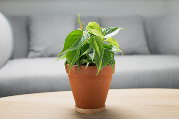 Philodendron cream splash in clay pot on wooden table in living room. Air Purifying Plants for indoor.