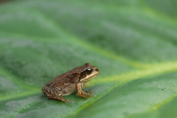 A small brown frog sits on a large green leaf in summer Moscow Region