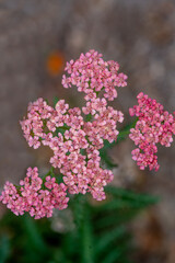 Pink California Yarrow, Achillea millefolium, viewed from the top, including green leaves, spring composition 