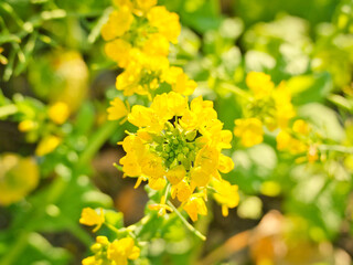 菜の花