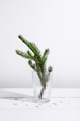 Fir branch in glass on white background. Minimal christmas new year concept