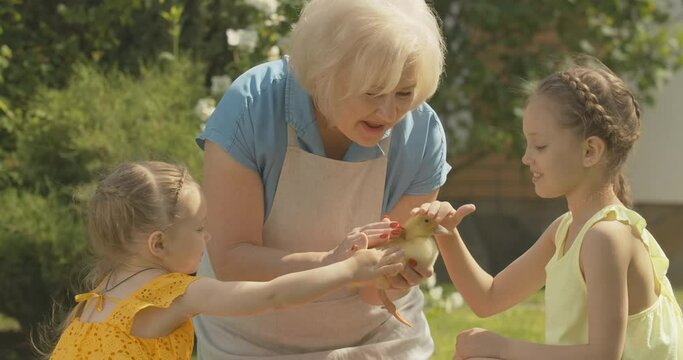 Beautiful senior grandmother holding baby duck as little sisters caressing duckling. Portrait of cheerful Caucasian family enjoying sunny day playing with domestic bird. Cinema 4k ProRes HQ.