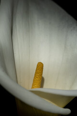 Selective focus and close-up view of white calla lilly with yellow spadix in nature, centered, the background is black, side top view