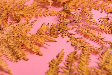 Fototapeta na wymiar Autumn fern leaves isolated on yellow background with copy space. Horizontal orienattion. Minimalistic style.