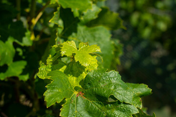 Beautiful bright green vine leaves close-up.