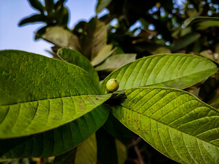 Guava is a common tropical fruit cultivated in many tropical and subtropical regions. Psidium guajava is a small tree in the myrtle family,