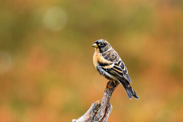 European songbird Brambling, Fringilla montifringilla perched on an old branch in taiga forest before migrating, Northern Finland. 