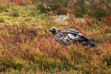Majestic European predator Golden eagle, Aquila chrysaetos feeding on a carcass during an autumn foliage in taiga forest near Kuusamo, Northern Finland.