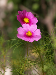Fototapeta premium delicate cosmos flowers at garden full sun
