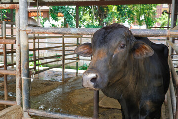 Black cow in the stall farm