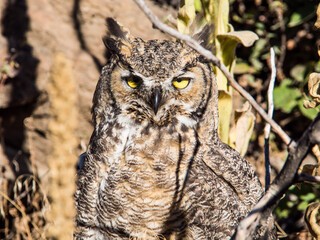 Beautiful Owl
