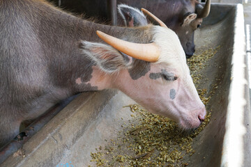 Albino buffalo eat plant feed in the stall farm