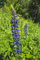 Wild purple lupine flowers growing on a meadow in Germany. Lupine also called lupin or lupinus. Beautiful wild flowers on a sunny day