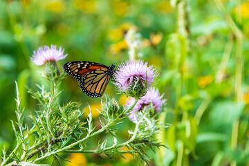 015-butterfly-wdsm-29aug20-12x08-008-400-7674