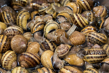 typical snails of Cherasco, piedmont, Italy