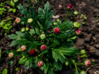 Chrysanthemums, sometimes called mums or chrysanths, are flowering plants of the genus Chrysanthemum in the family Asteraceae. They are native to East Asia and northeastern Europe.