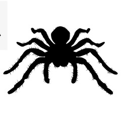Tarantula black silhouette. Vector.