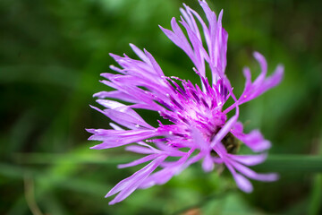 Close-up - Meadow corn on a green background. Summer wild flower. This is healing ...