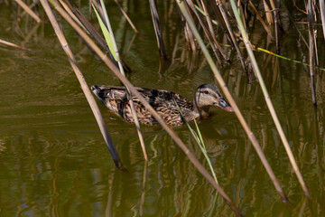 Pato solitario en el agua entre ramas de junco