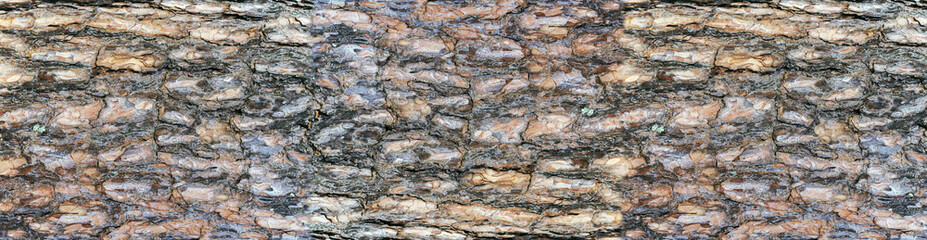 The background of a pine tree bark.