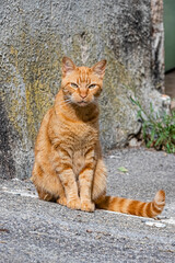 Fototapeta na wymiar red cat in a village street