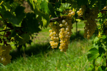 White grapes hanging from lush green vine.