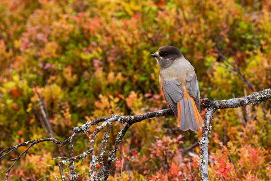 Cute European bird Siberian jay, Perisoreus infaustus, in autumnal taiga forest near Ruka, Kuusamo, Northern Finland.	