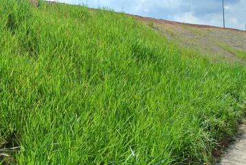 SEREMBAN, MALAYSIA - MARCH 6, 2020: Permanent slope protection using the close turfing method to prevent erosion. The selected type of grass used for the method. The grass also stabilizes the slope st