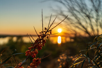 Sea buckthorn in front of the Markkleeberger Lake at sunset