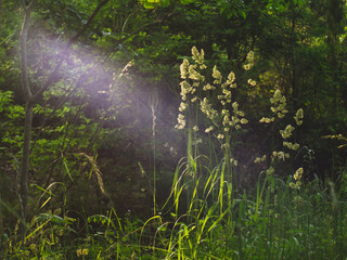 sunlight in the forest