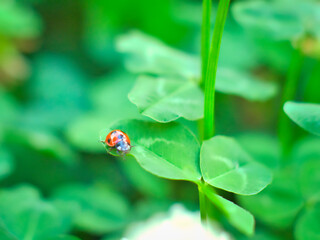a ladybug