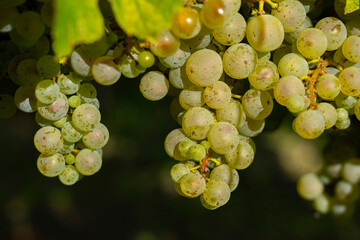An image of bunches of fresh white grapes. Close up photo.