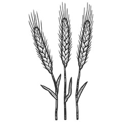 Three wheat spikelets. Sketch scratch board imitation color.