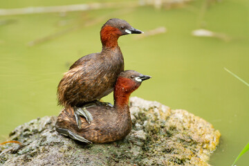  Zampullín chico (Tachybaptus ruficollis),  en posición de cópula sobre fondo verde en el parque Nacional de Doñaña.