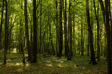 Fototapeta premium Beautiful Belarusian forest in the rays of the bright sun