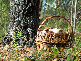 a whole basket of mushrooms in a clearing in the woods. harvest the mushrooms. quiet hunting is a hobby.