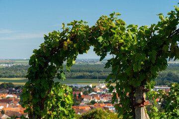 Decorative arches of a vine in a vineyard.