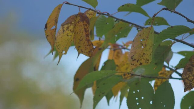 青空と秋に色づく木の葉