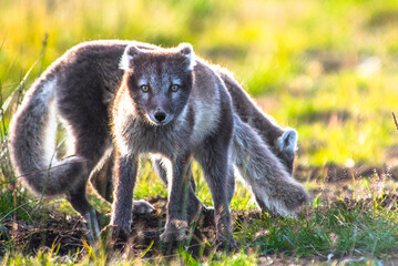 Arctic Fox - Volpe Artica - Islanda - Iceland