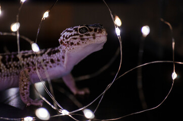 New year Leopard gecko 