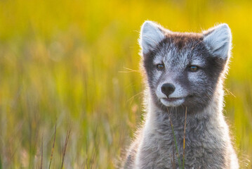 Arctic Fox - Volpe Artica - Islanda - Iceland © kouam78