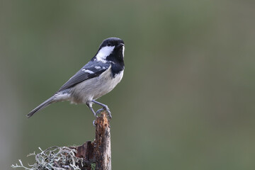 Naklejka premium coal tit