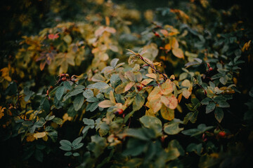 Autumn foliage, autumn leaves, beautiful leaves