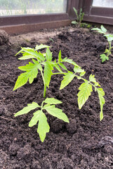 Tomato seedlings in the greenhouse