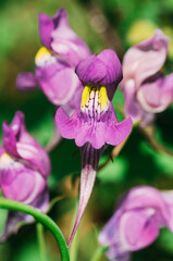 Linaria. Linaria triornithophora. Purple wildflower.