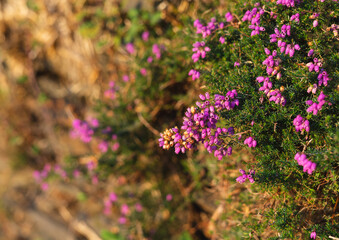 Heather flower with blurred background. Copy space.