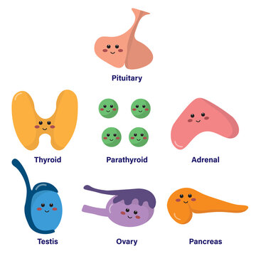 Set of glands in endocrine system, comprised of pituitary, thyroid, parathyroid, adrenal, testis, ovary and pancreas, with cute and smiling face